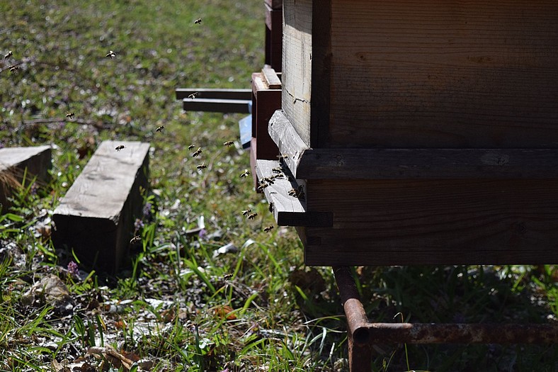 Včielky priletajú do úľa