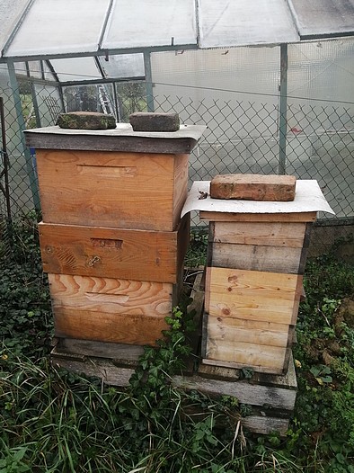 Tu bývajú včielky